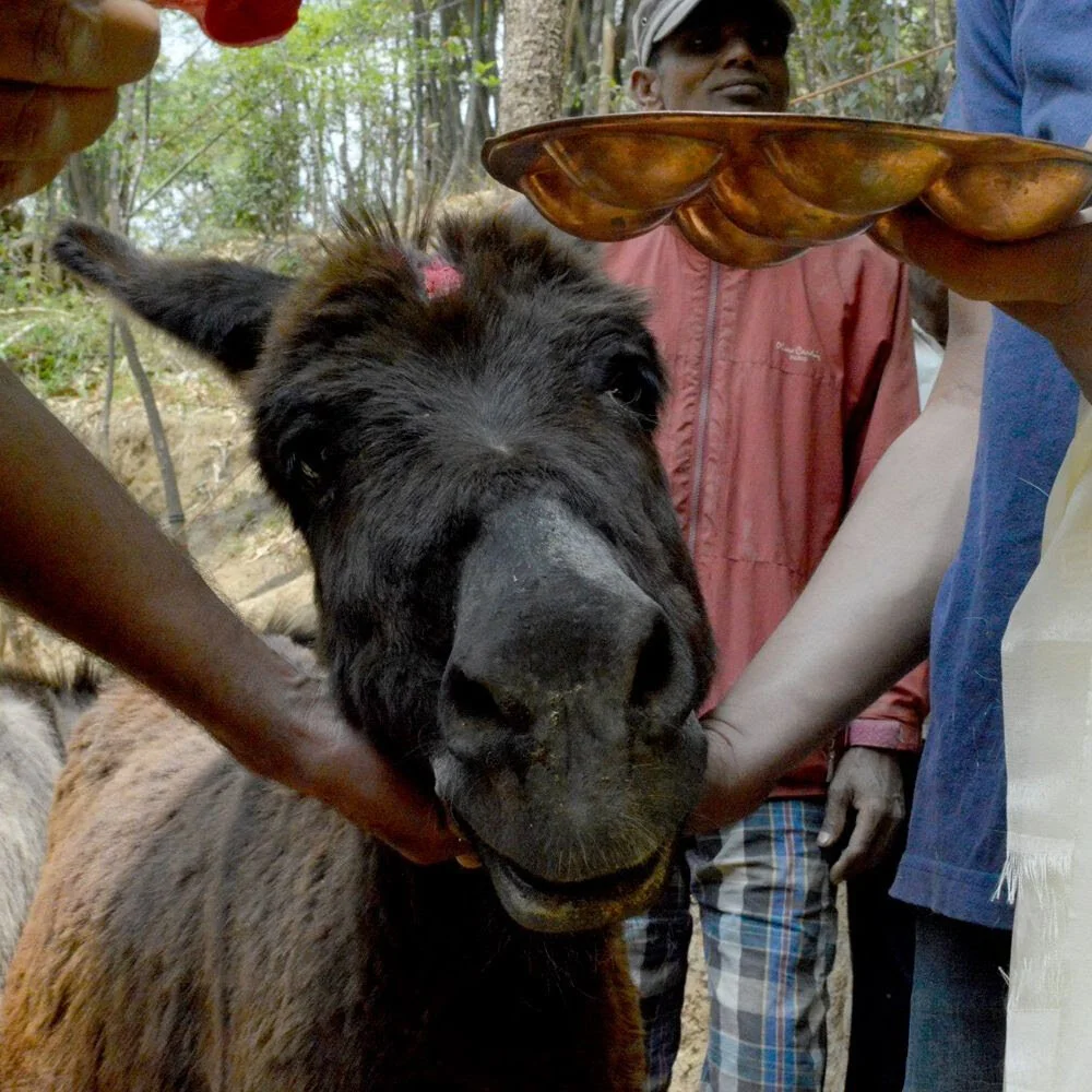 Animal Nepal Dukuchhap Donkey Sanctuary - May Report — Animal Aid Abroad