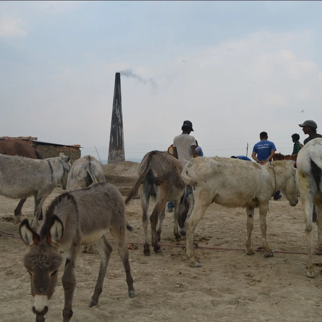 Animal Nepal Dukuchhap Donkey Sanctuary - May Report — Animal Aid Abroad