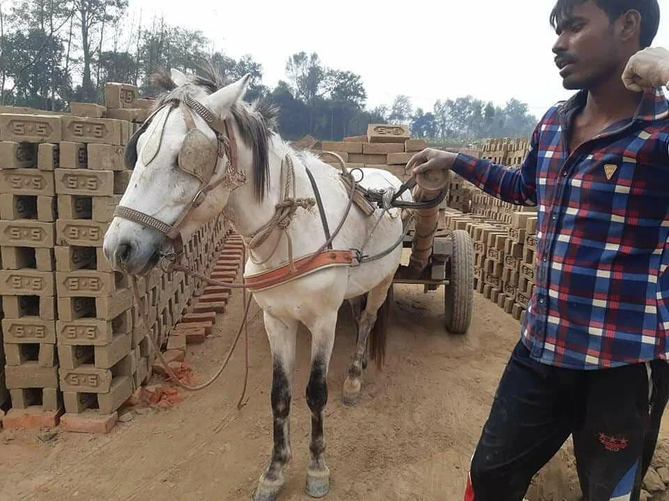 Animal Nepal Dukuchhap Donkey Sanctuary - May Report — Animal Aid Abroad