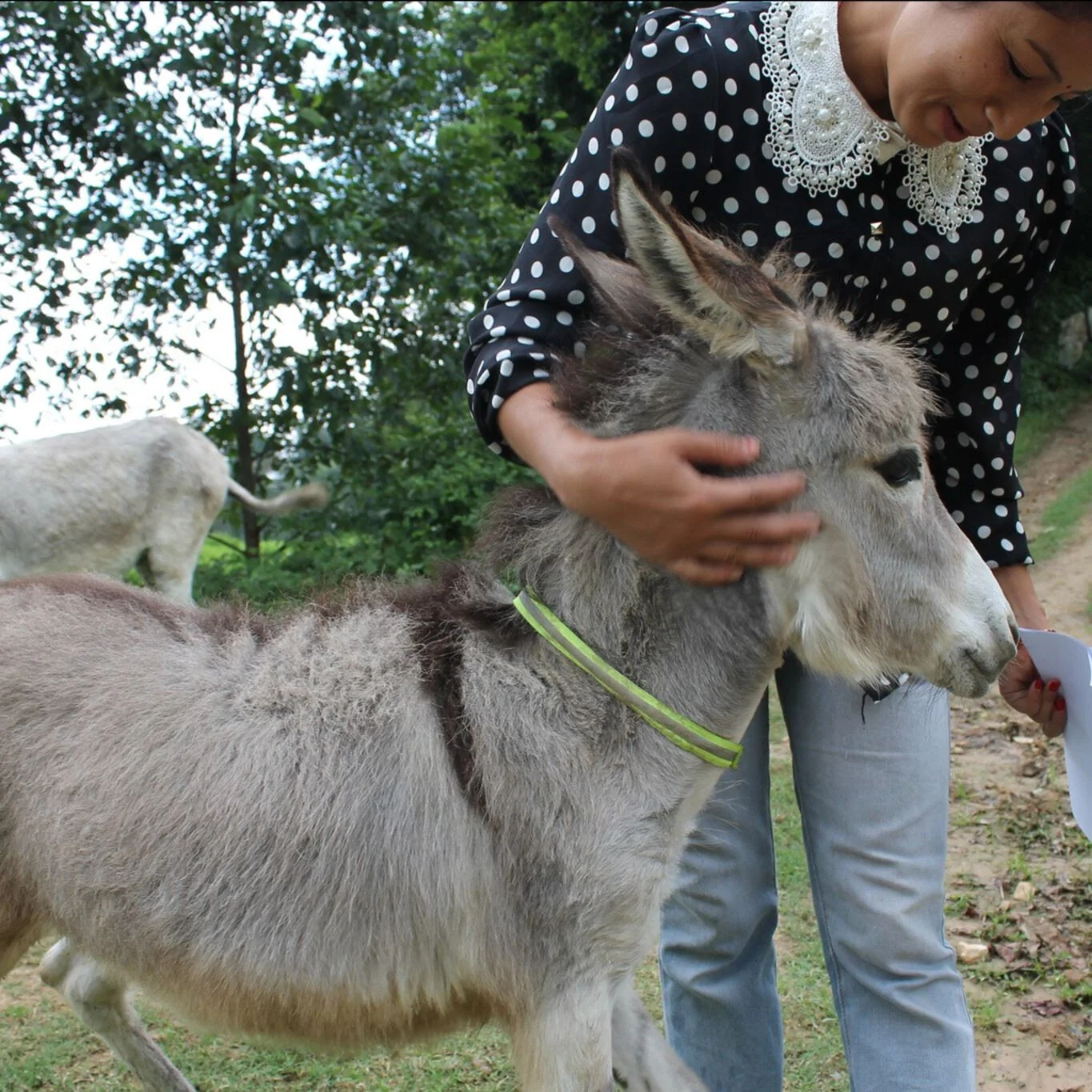 Animal Nepal Dukuchhap Donkey Sanctuary - May Report — Animal Aid Abroad