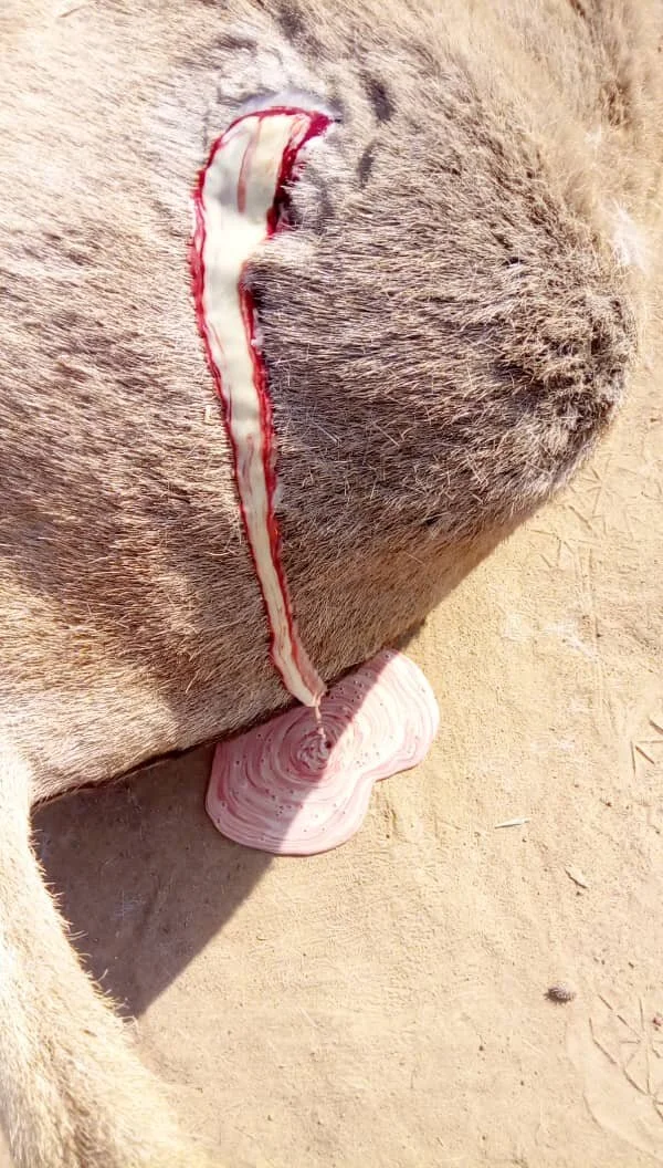 draining of pus from the swelling under the skin.jpg