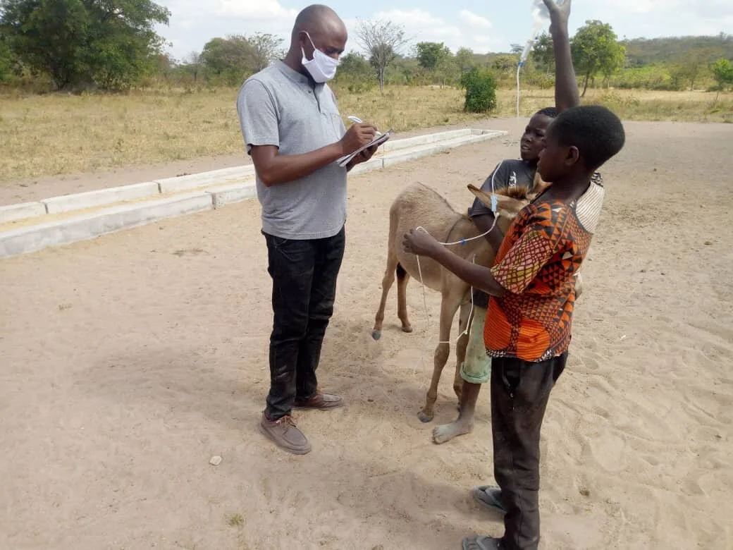 fluid therapy in dehydrated donkey.jpg