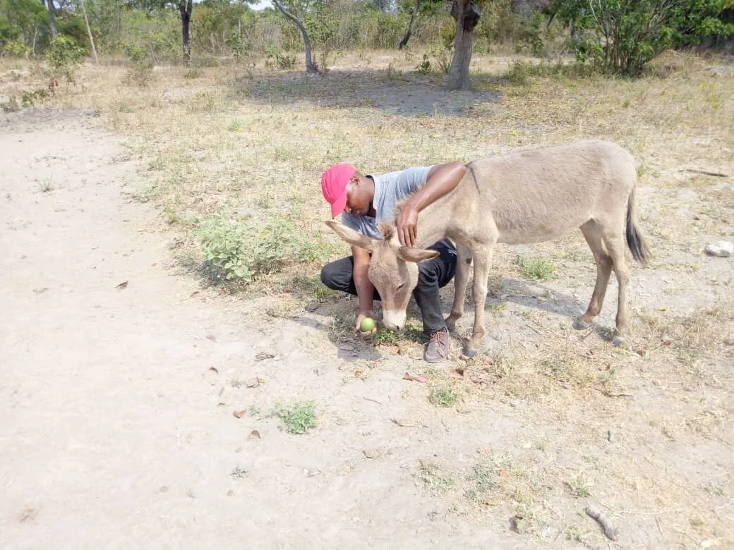 helping donkey.jpg
