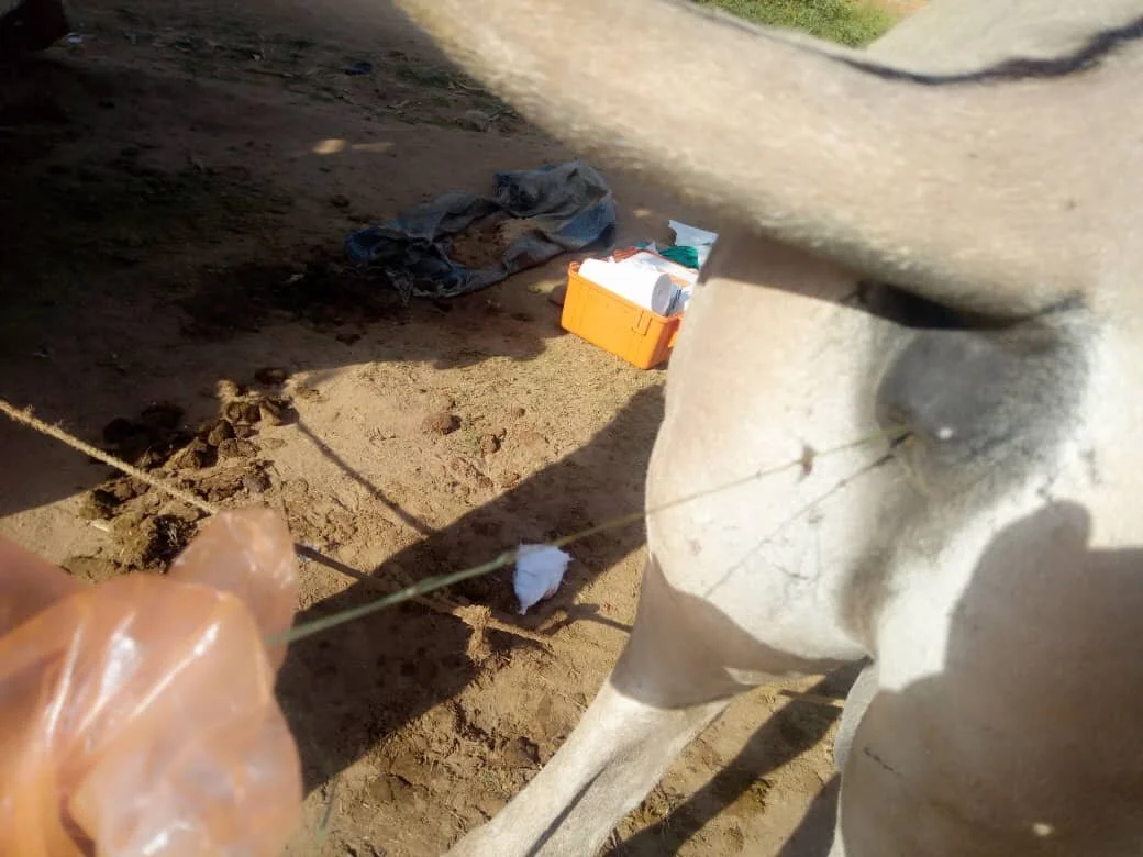 manual removal of plastic materials from donkey's rectum.jpg