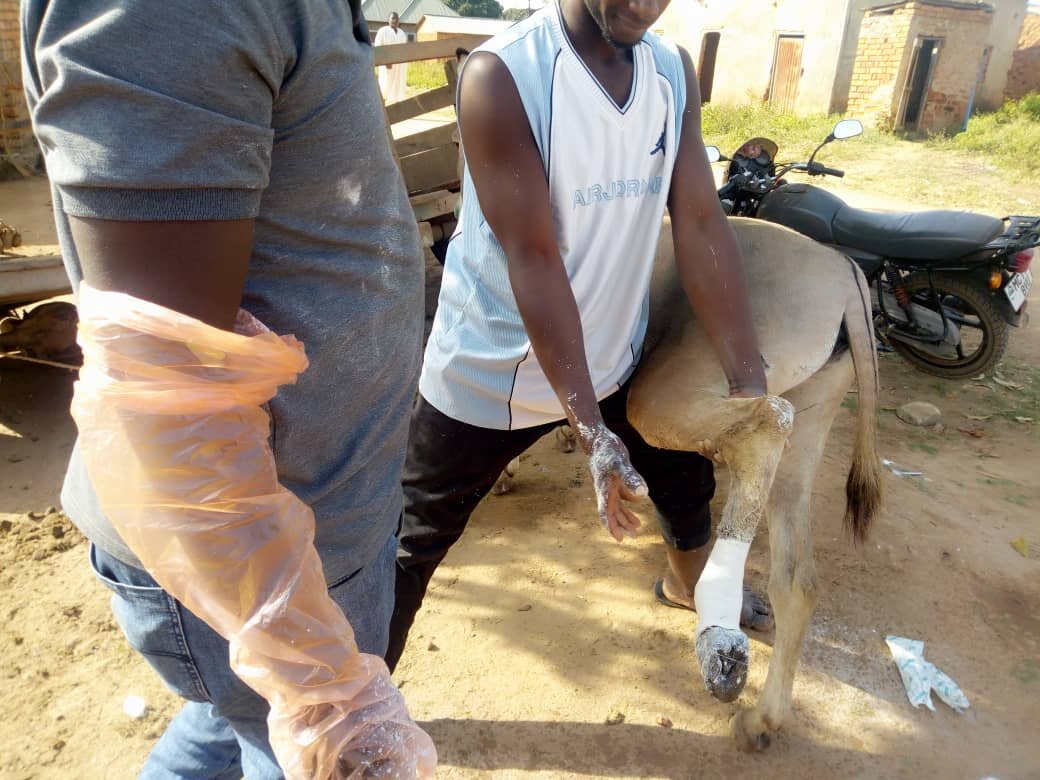 p.o.p application in donkey with closed metatarsal fracture.jpg
