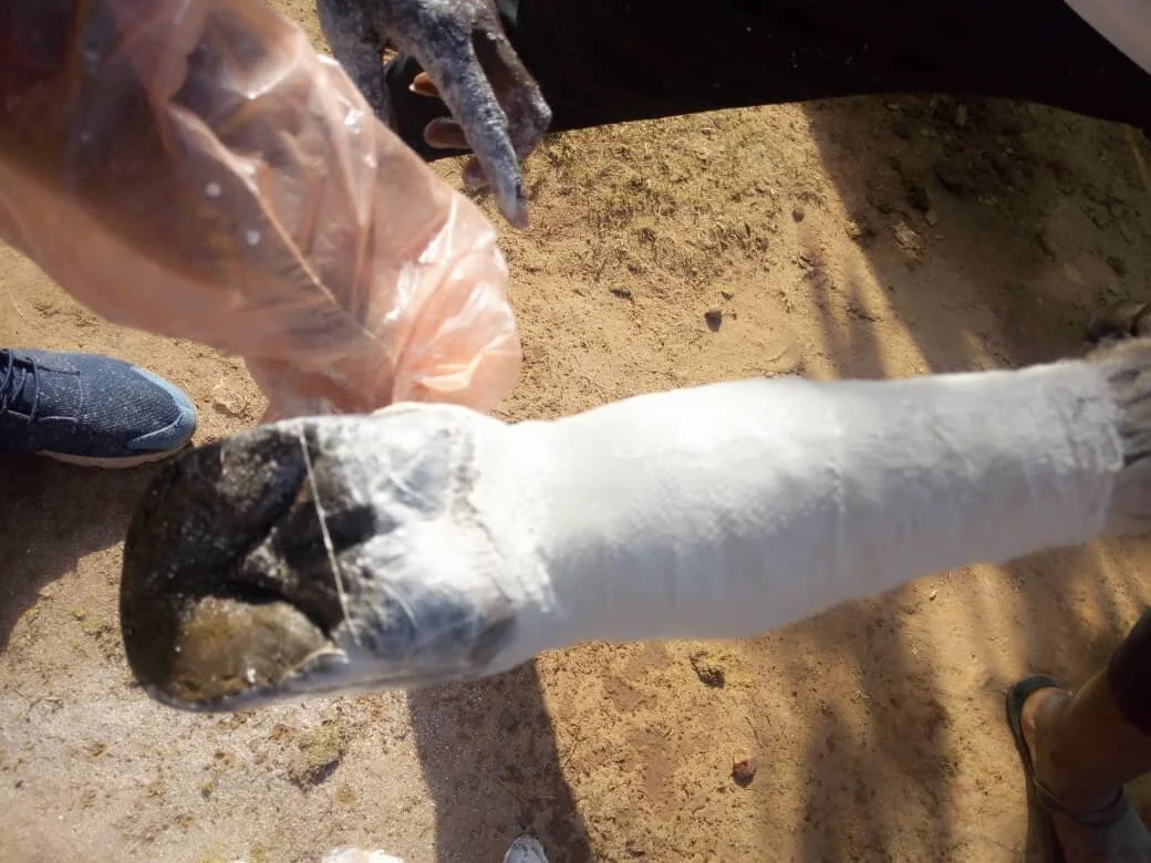 P.O.P application in donkey with metatarsal fracture.jpg