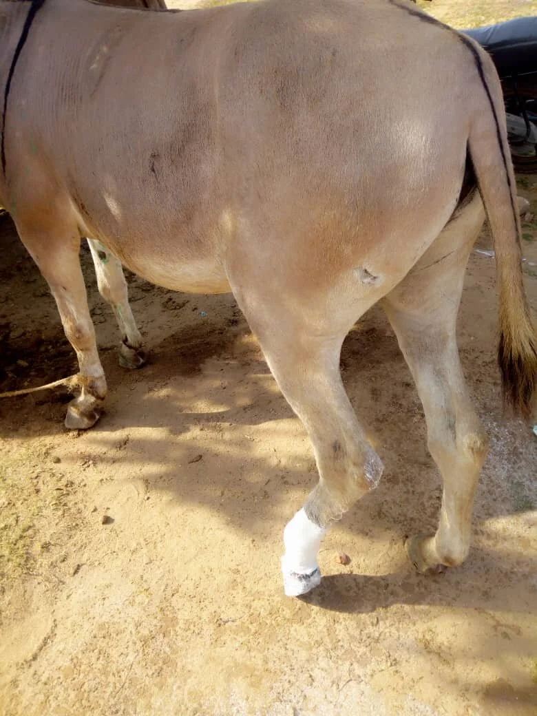 p.o.p on donkey with closed metatarsal fracture.jpg