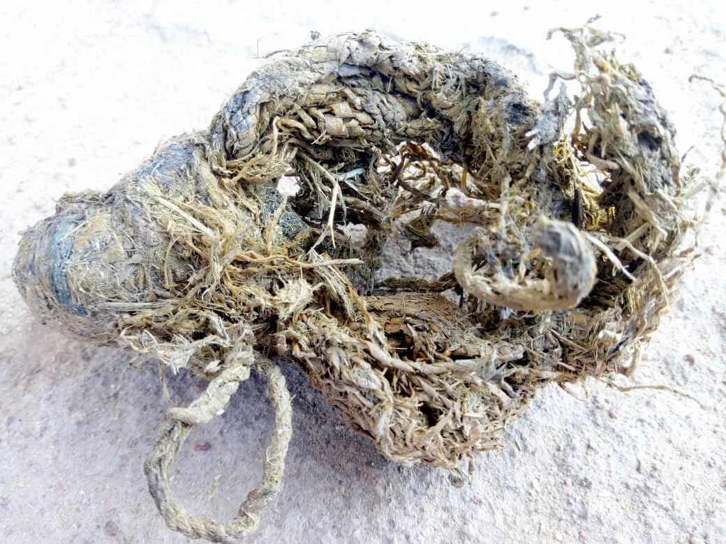 plastic materials removed from donkeys rectum.jpg