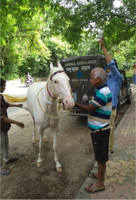 Providing a Lifeline for Working Equines in India — Animal Aid Abroad