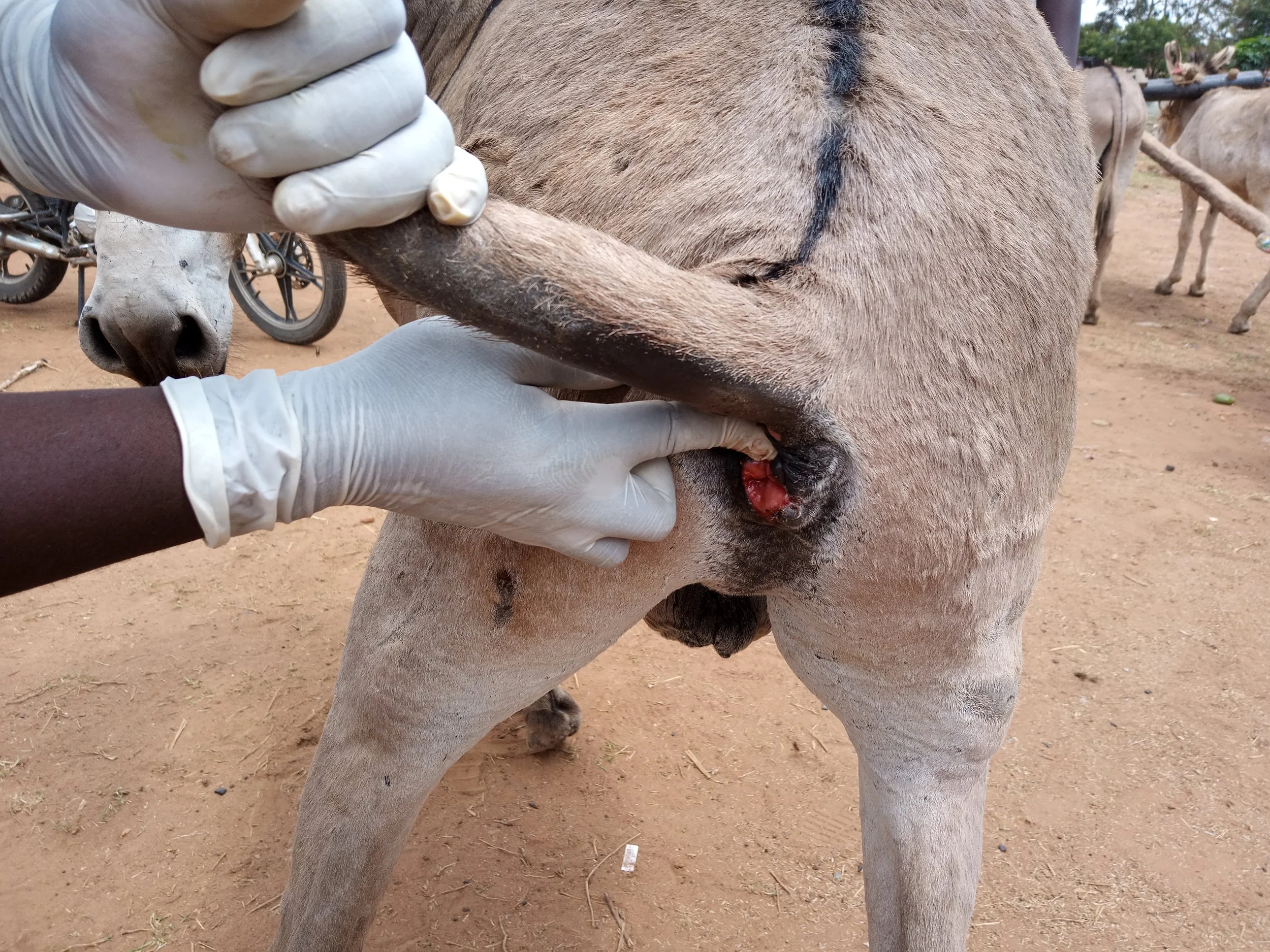 CASE STUDY Penetreting wound due to stabbing with sharp stick.jpg