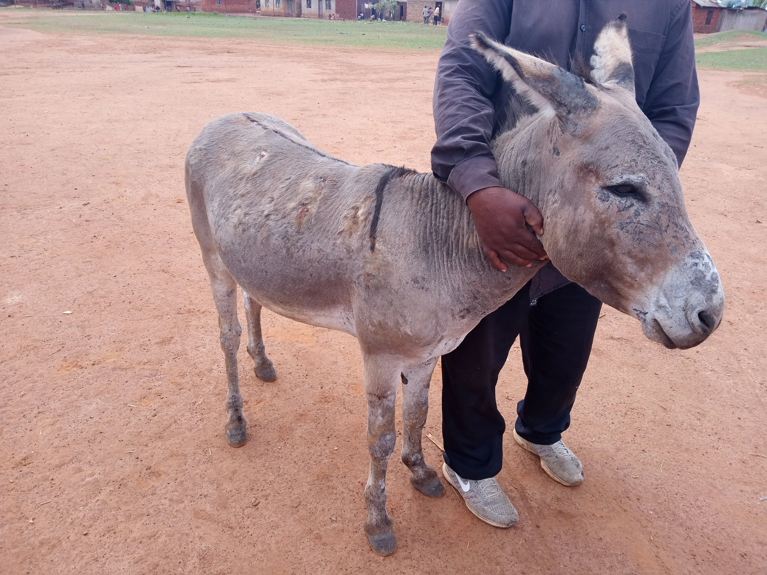 Dermatophilosis in donkey.jpg