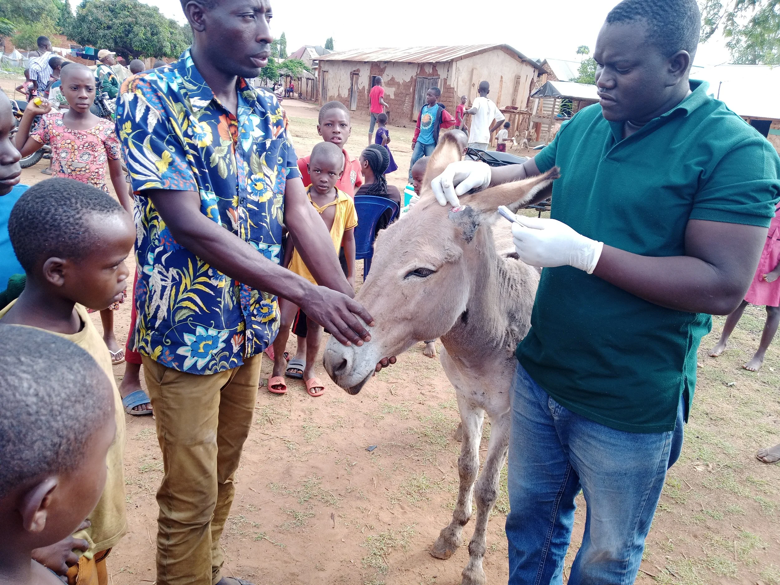 WOUND CARE IN DONKEY.jpg