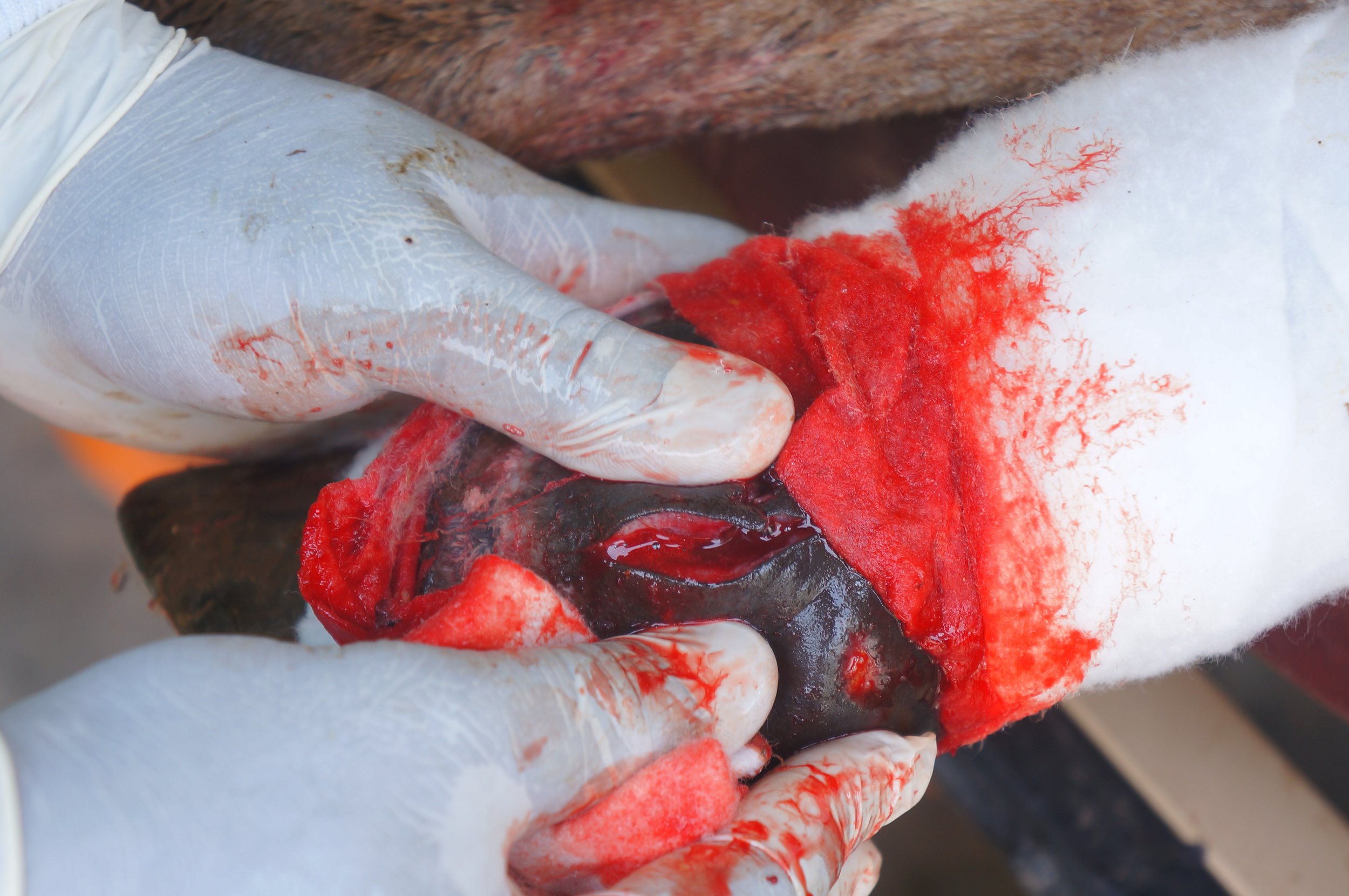 CASE STUDY surgical incision to expose the nasil.JPG