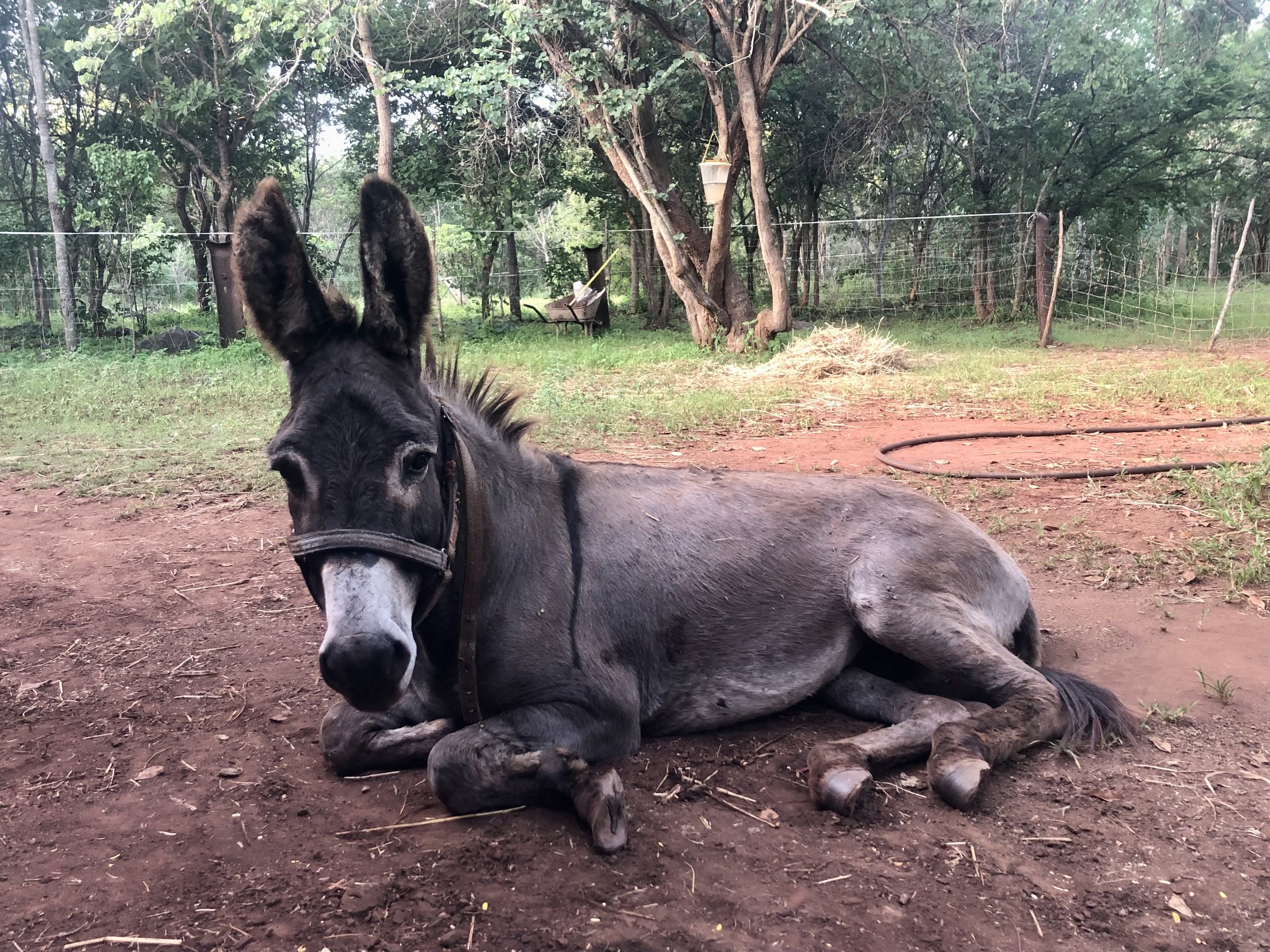 Zambezi Working Donkey Project - February 2022 report — Animal Aid Abroad
