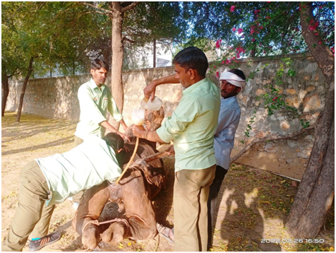 Help in Suffering Camel Rescue Centre report - February 2022 — Animal ...