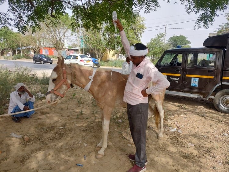 Friendicoes Equine Program - April 2022 — Animal Aid Abroad Friendicoes Equine Program - April 2022 — Animal Aid Abroad