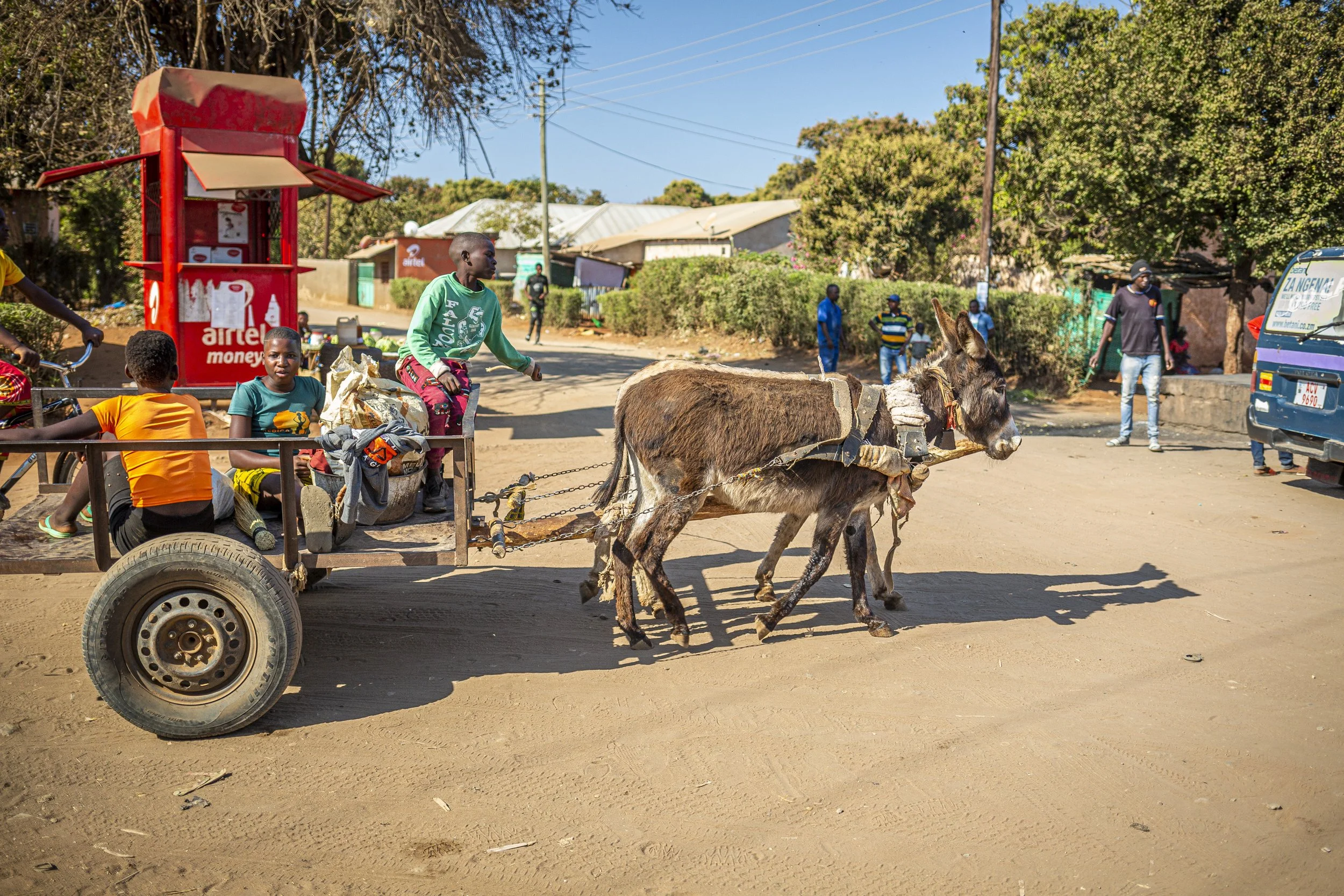 Zambezi Working Donkey Project - August Update — Animal Aid Abroad