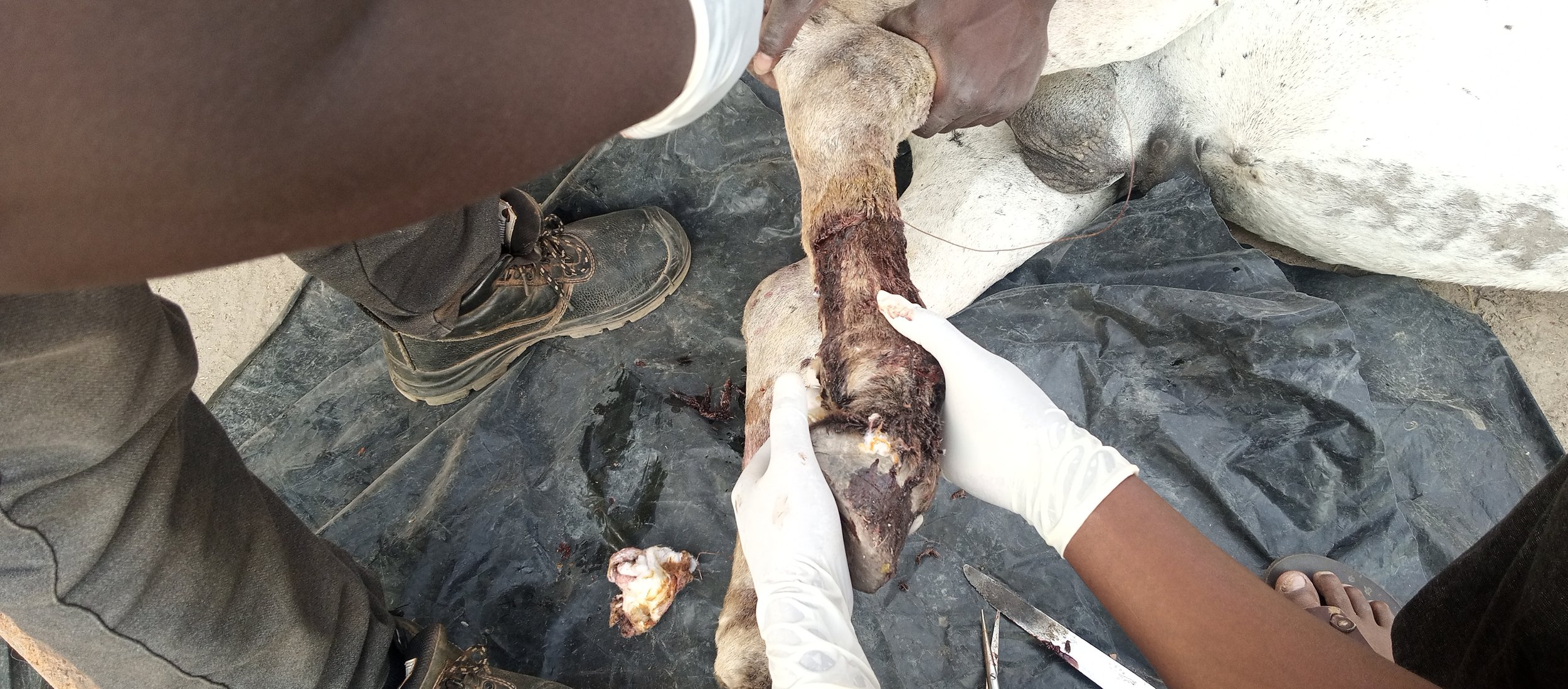 CASE STUDY Reduction of  broken leg.jpg