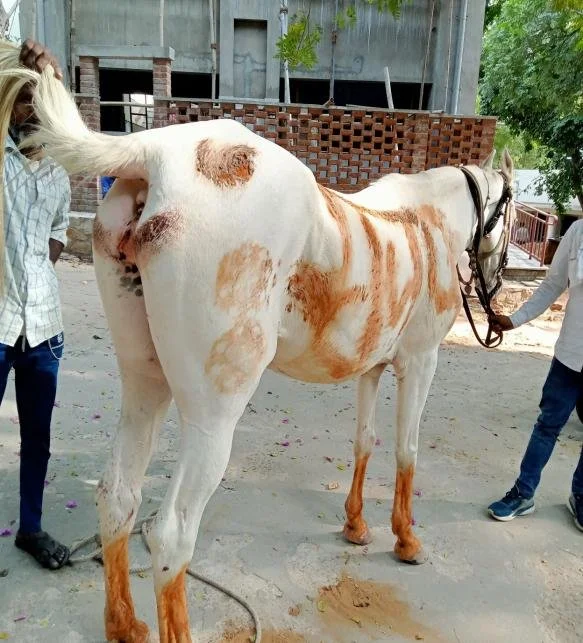 Equine Report October to December 2022.jpg