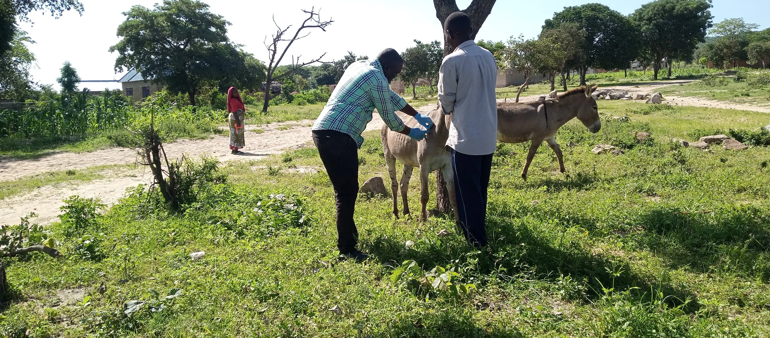 Administration of anti trypanosomes in donkey.jpg