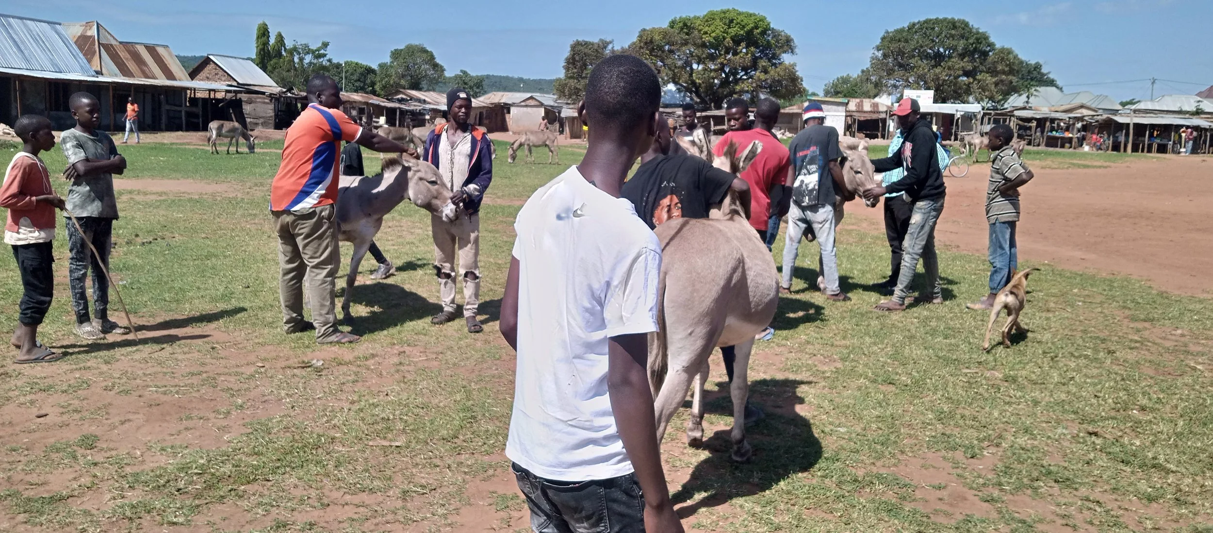 Champions restraining donkey during clinic.jpg
