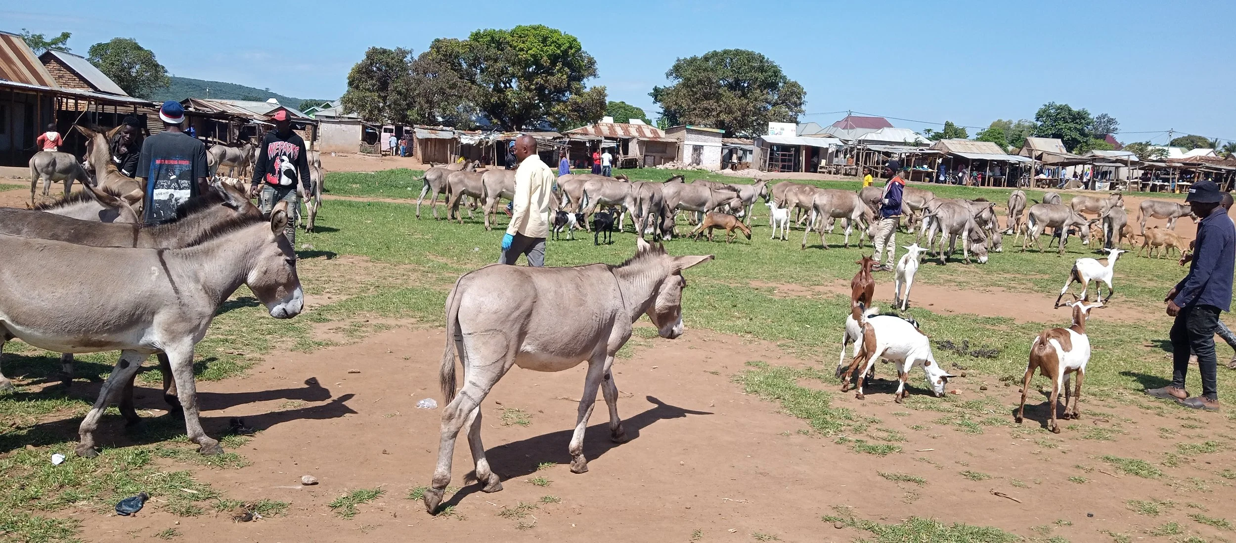 donkey clinic (2).jpg