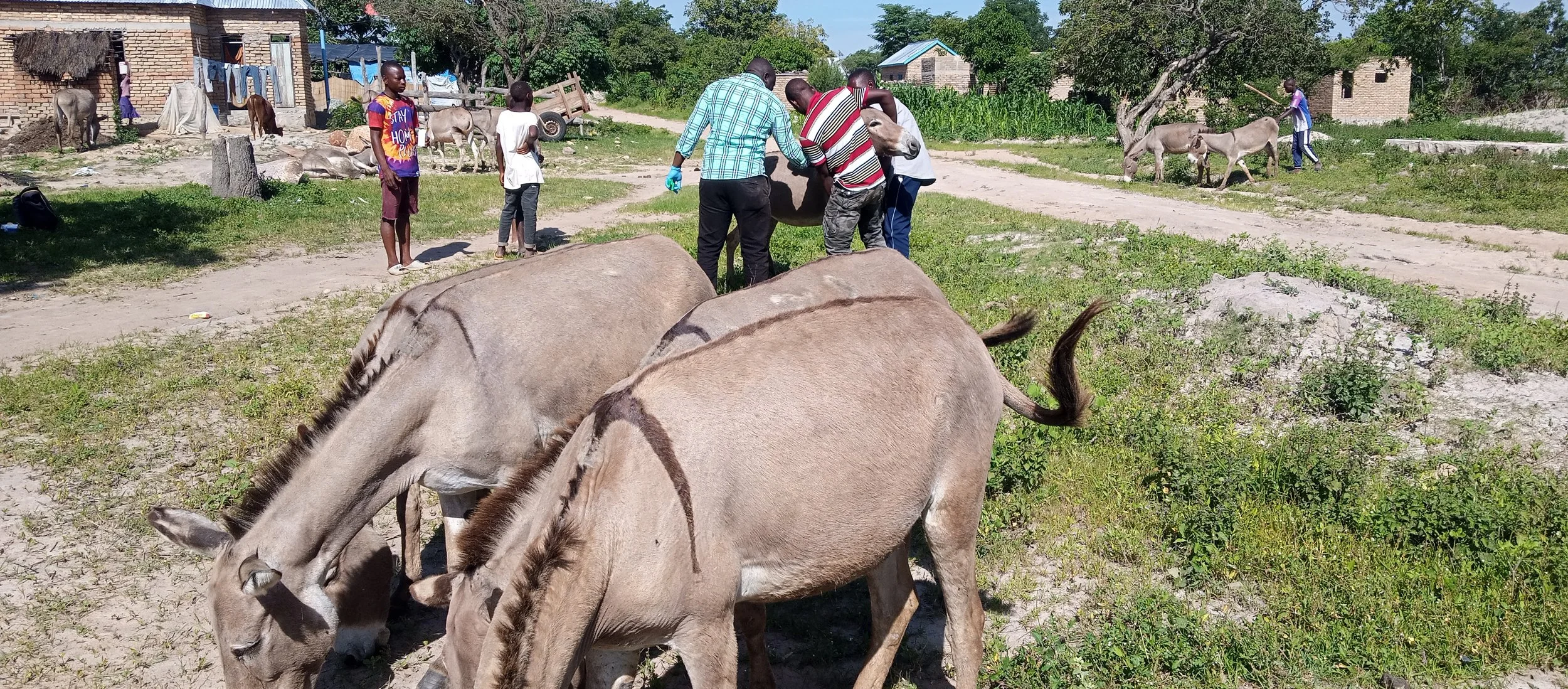 donkey clinic.jpg