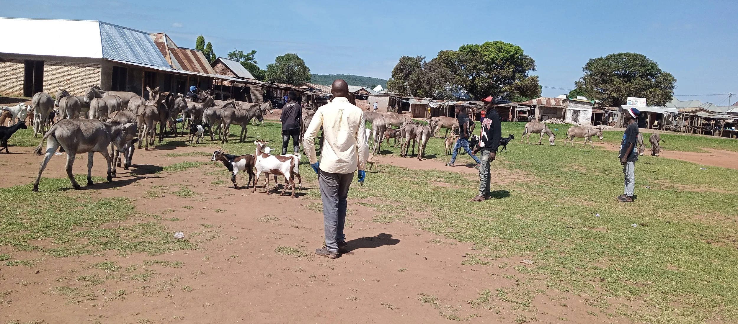 Donkey herd examination.jpg
