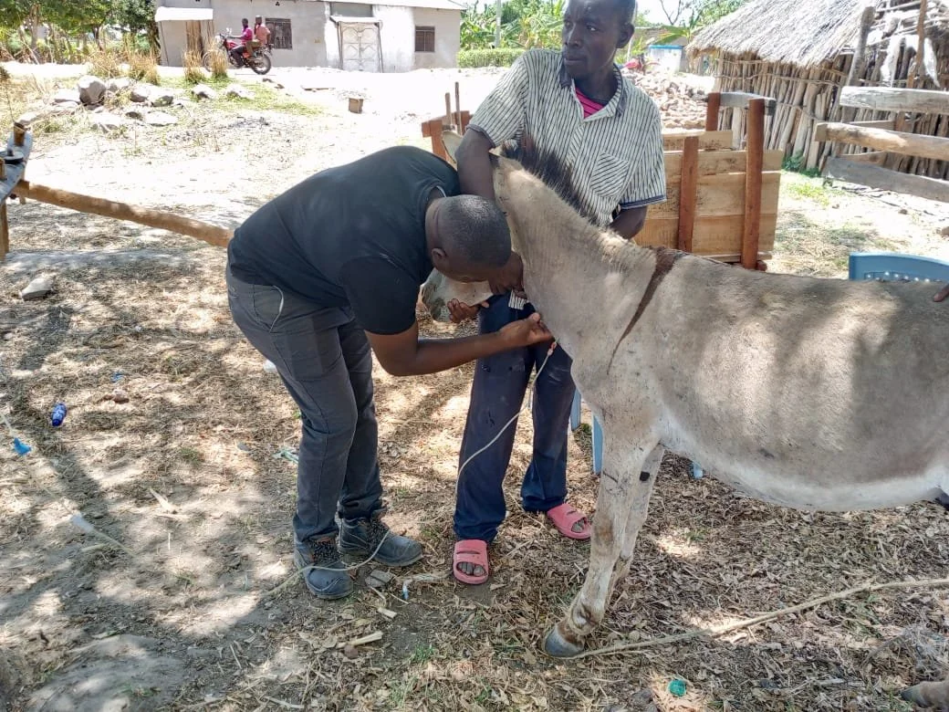 Fluid therapy in donkey.jpg