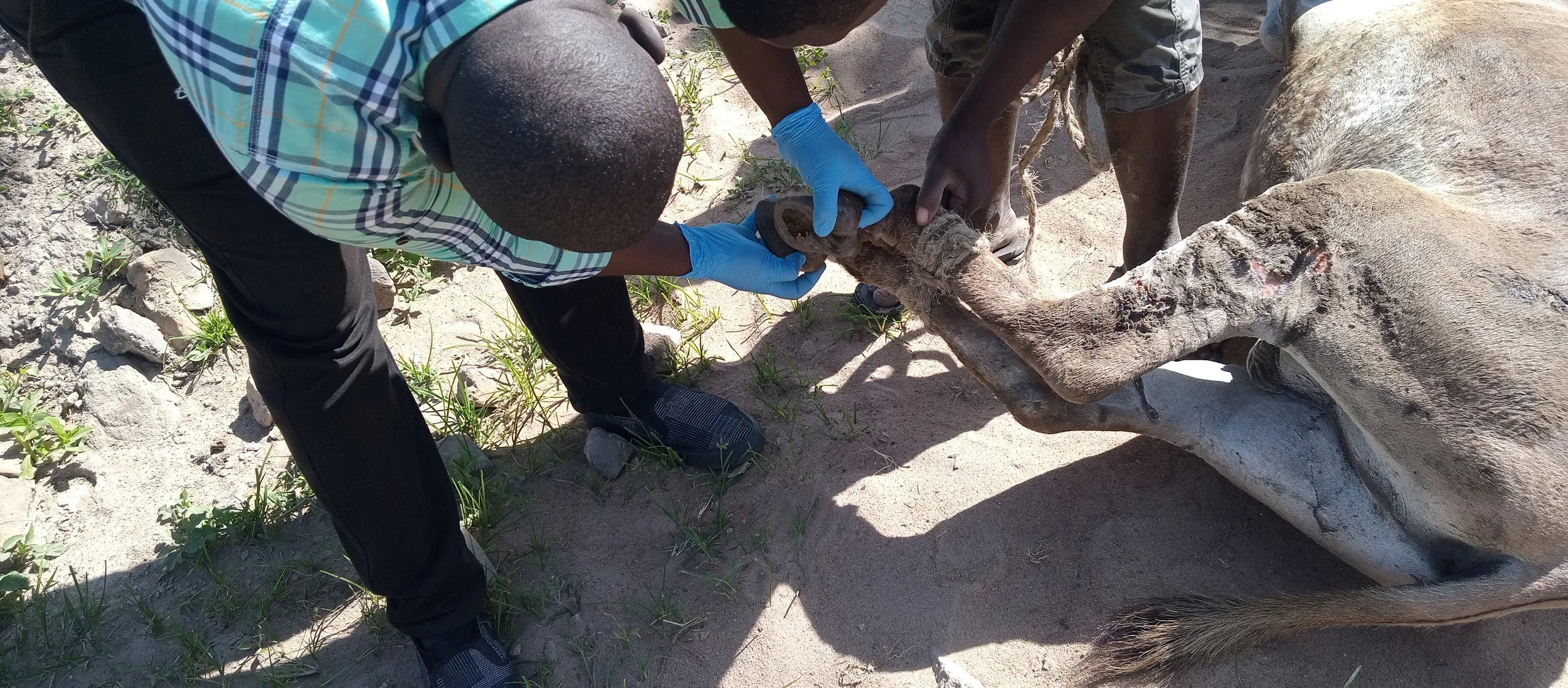 Hoof examination.jpg
