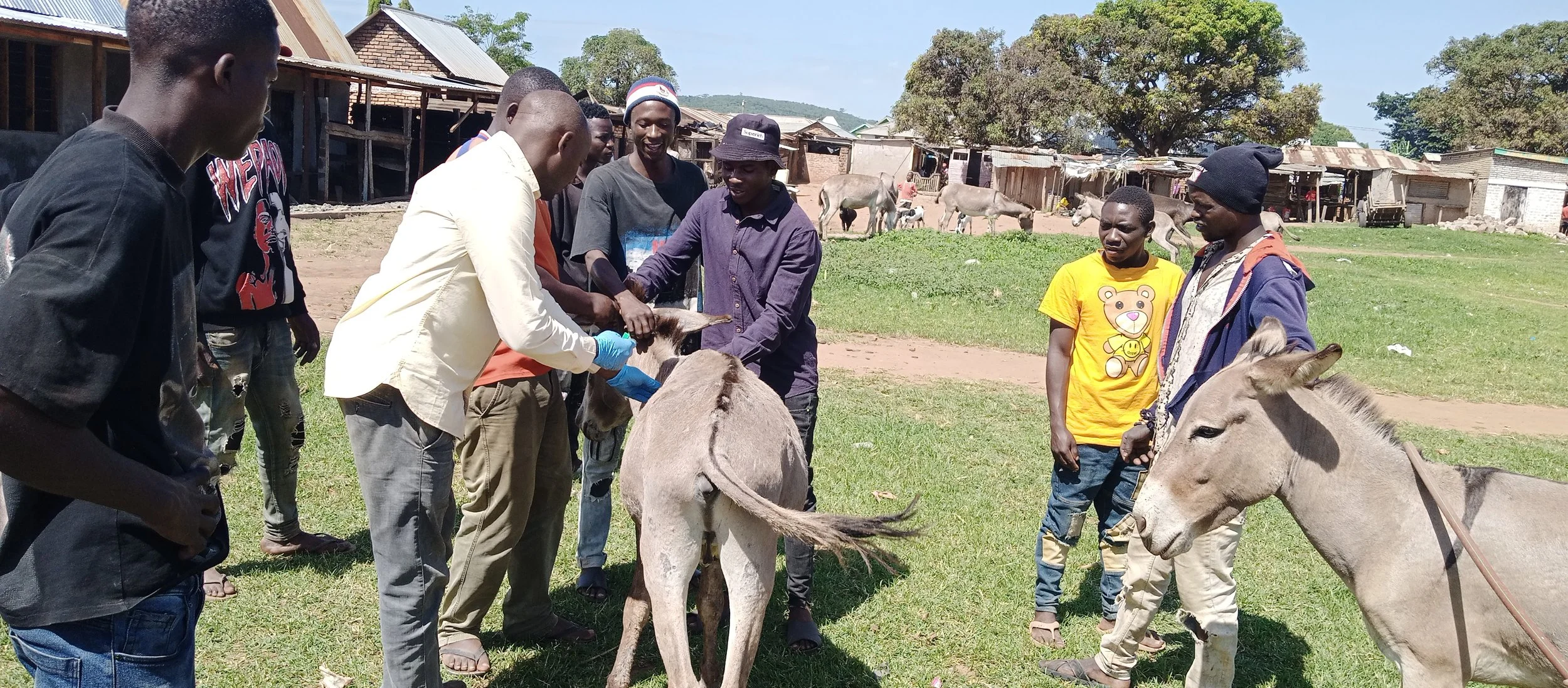 Training on proper donkey care.jpg