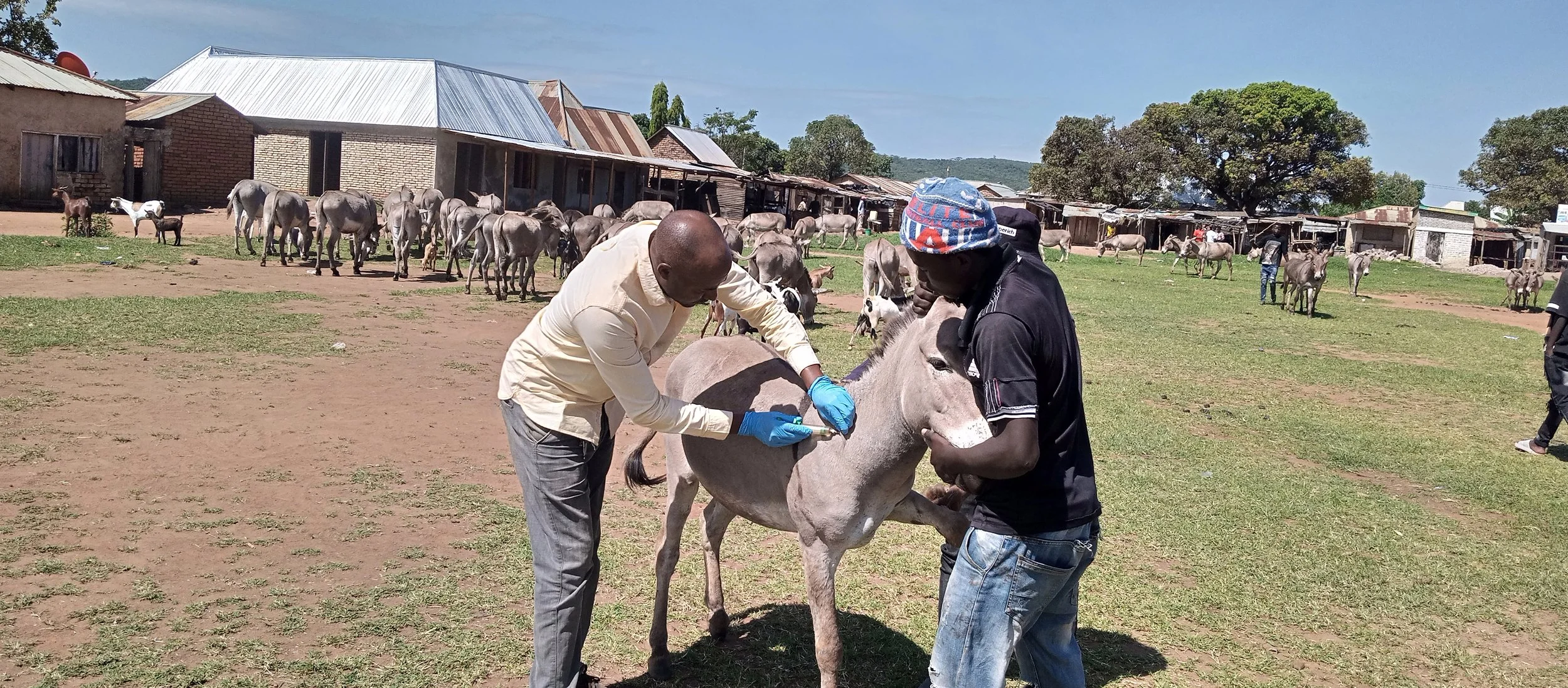 Treatment of donkey.jpg