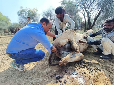 Help in Suffering Camel Rescue Centre January 2023 Report — Animal Aid ...