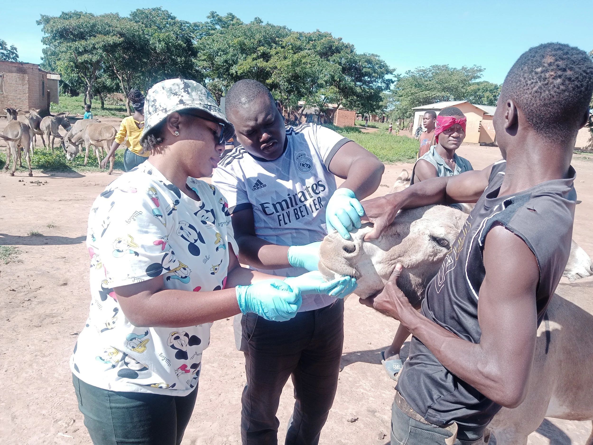 EDUCATING A VOLUNTEER HOW TO DEWORM DONKEY.jpg