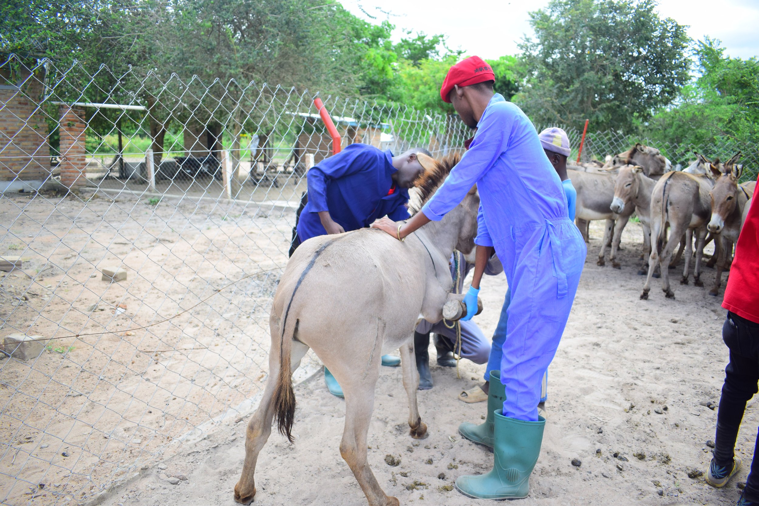 examination of donkey at pectoral muscles.JPG
