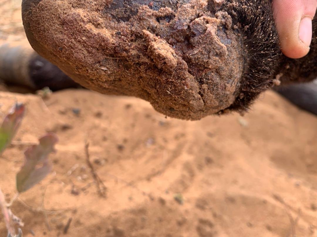 03. May 23 Injube's severe hoof injury.JPG