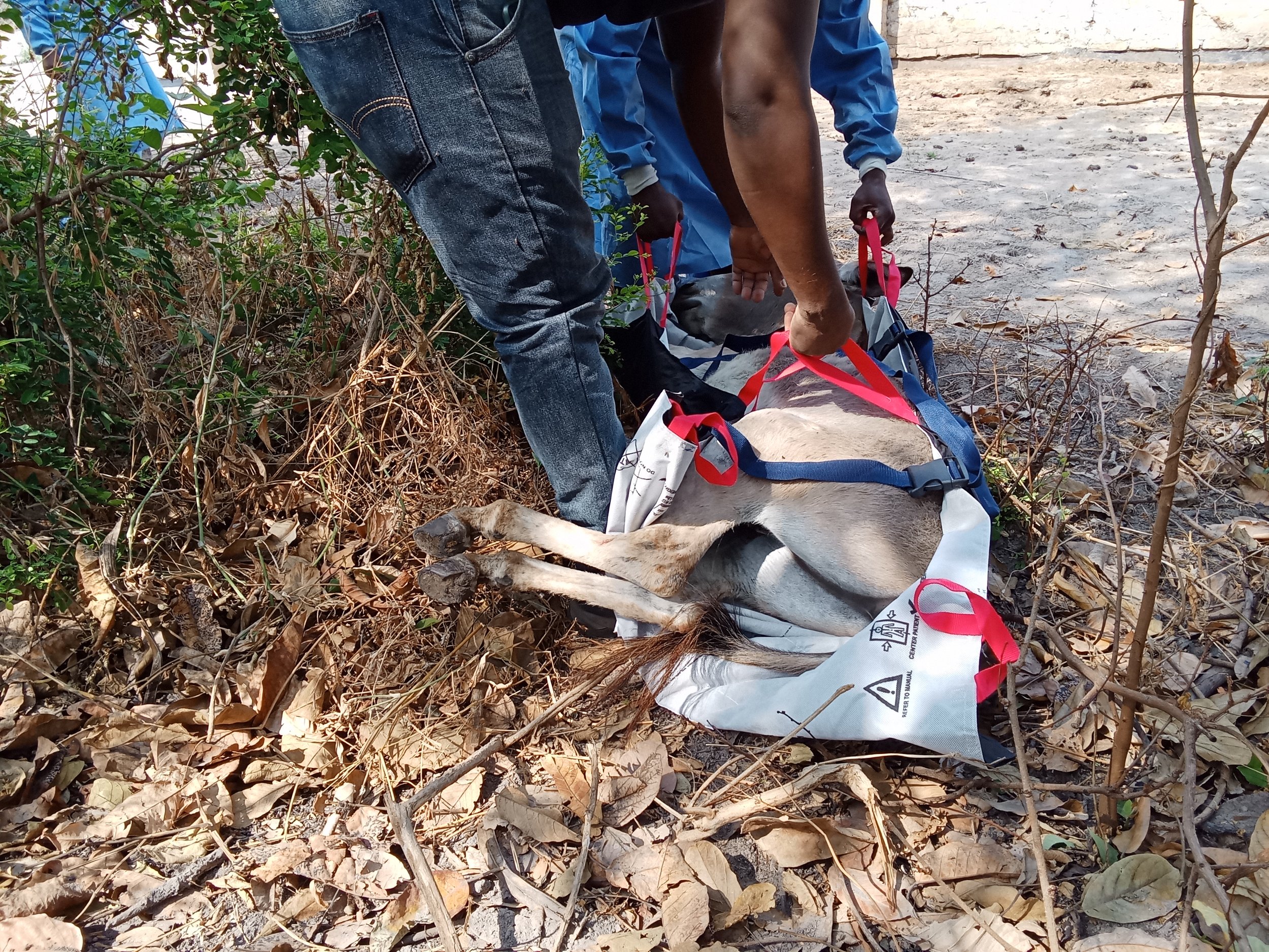 CASE STUDY Stretcher helping to carry donkey.jpg