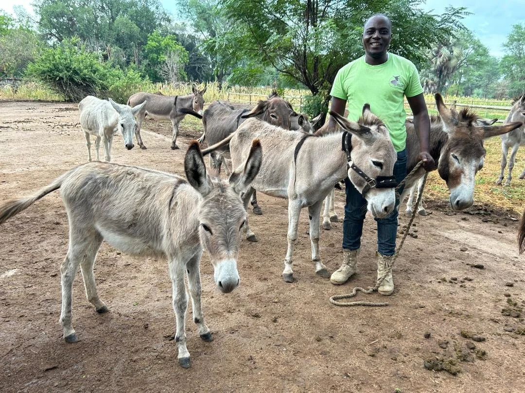 Rescue and rehousing of donkeys update - Zambezi Working Donkey Project ...