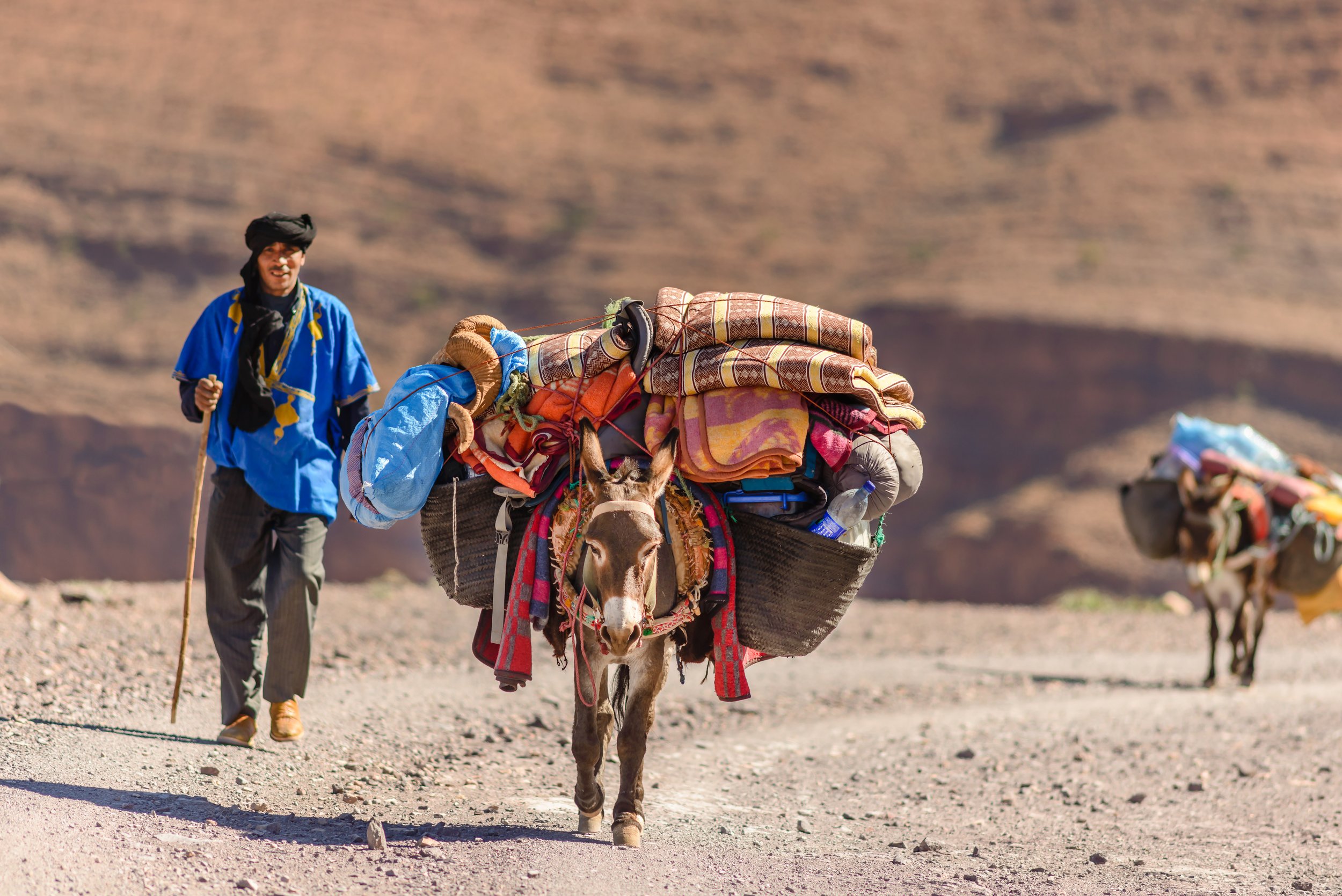 Shutterstock donkey blankets large.jpeg