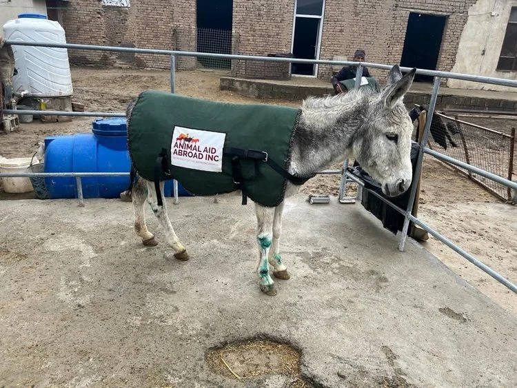 Provide a horse, mule or donkey a coat for winter.