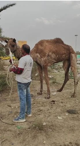 RESCUE CAMEL.JPG
