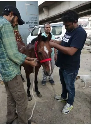 RESCUE PONY.JPG