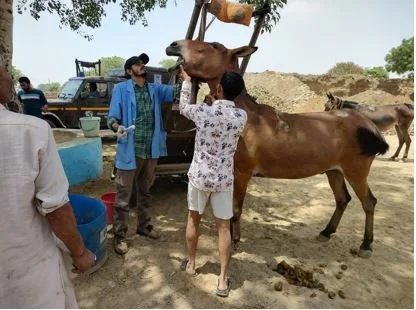 deworming and vacc 2.JPG