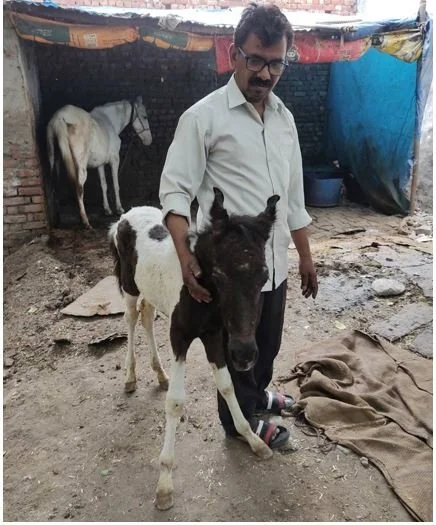 FOAL BETTER AND IMPROVING.JPG