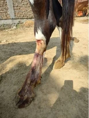 SHARP FENCING WIRE INJURY.JPG