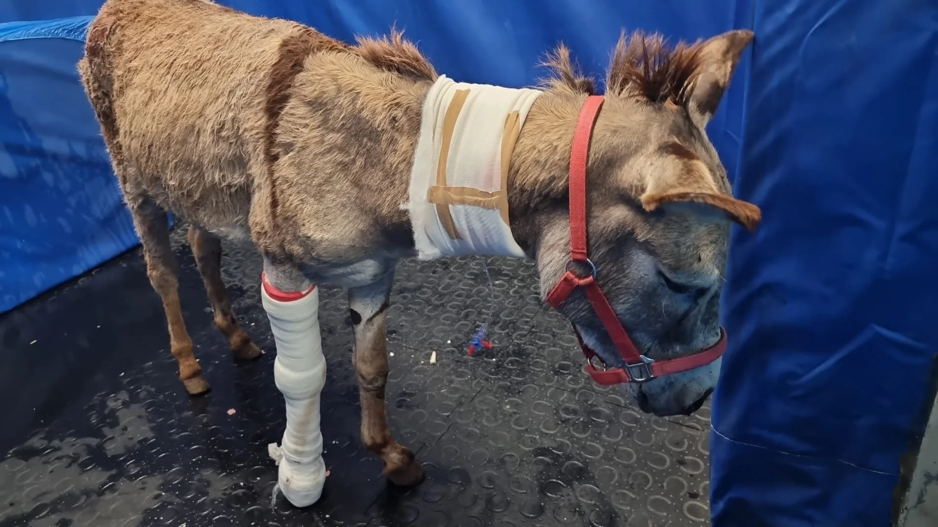Helping the Donkeys of Gaza
