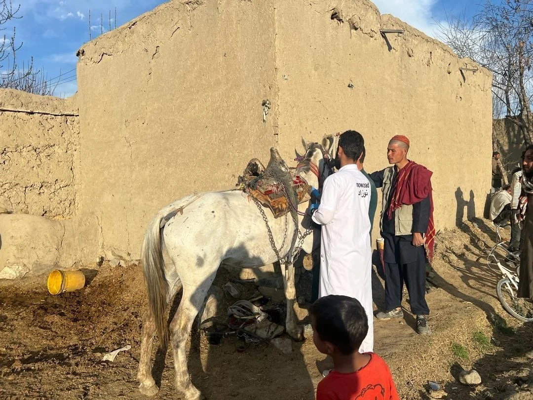 Nowzad Working Animal Programme, Kabul - April Update