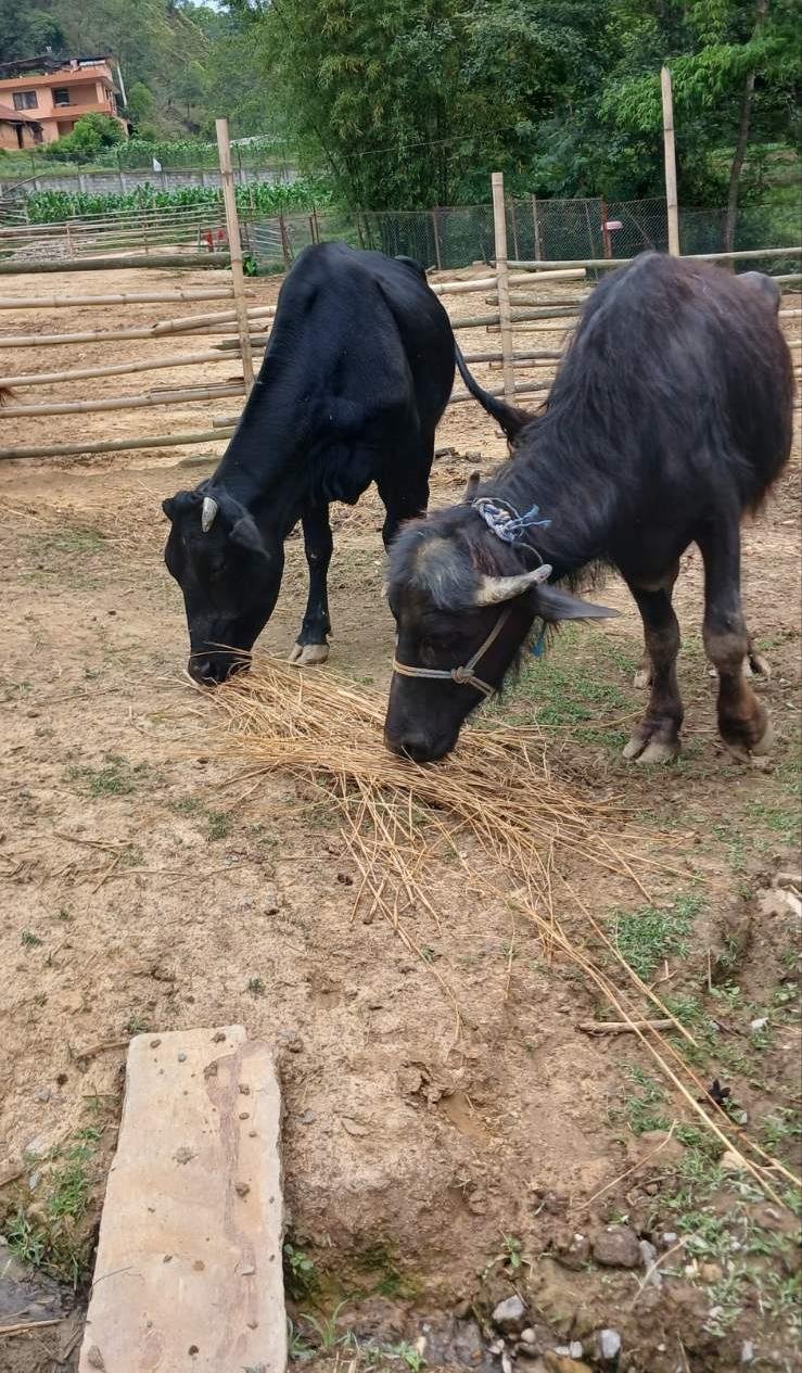 Animal Nepal Dukuchhap Animal Sanctuary Update - Upgrades and Healing Bonds