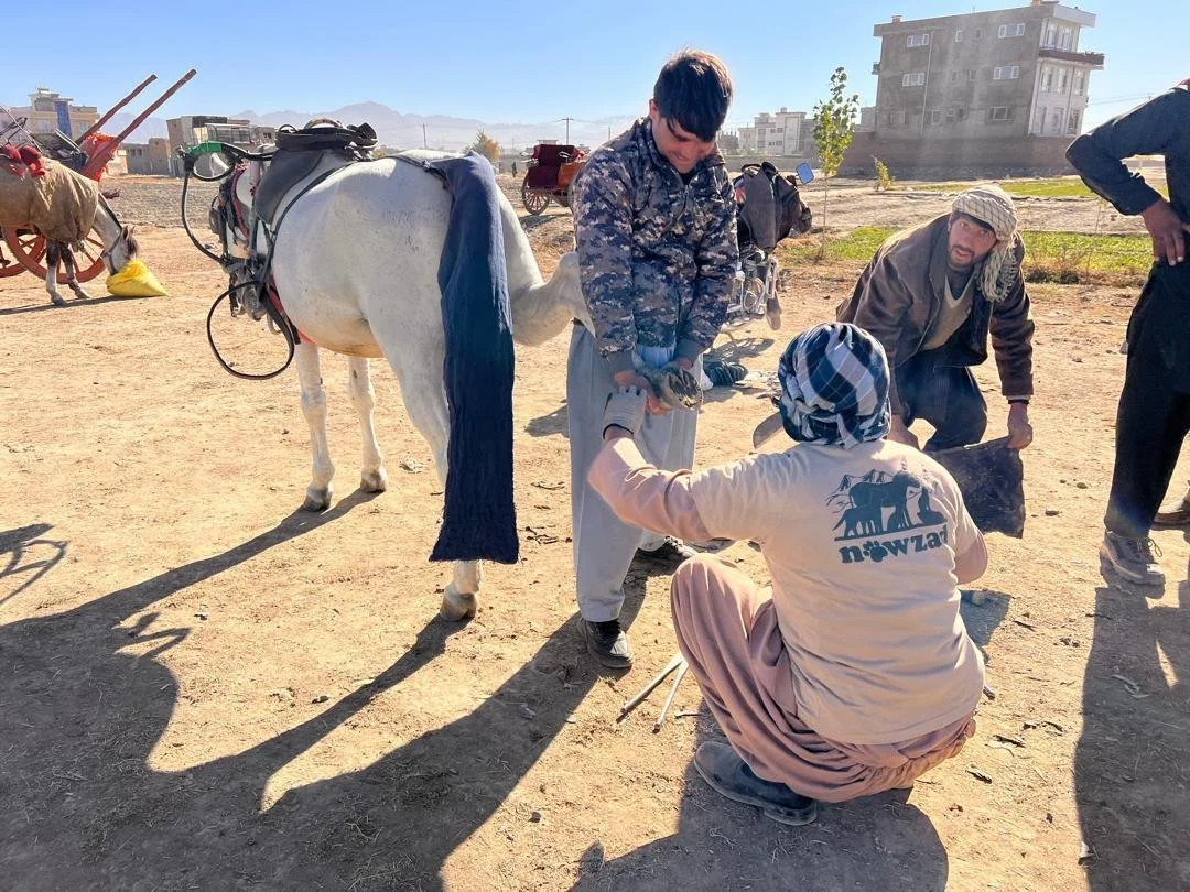 Nowzad - Nov Update.pdf-image-002.jpg