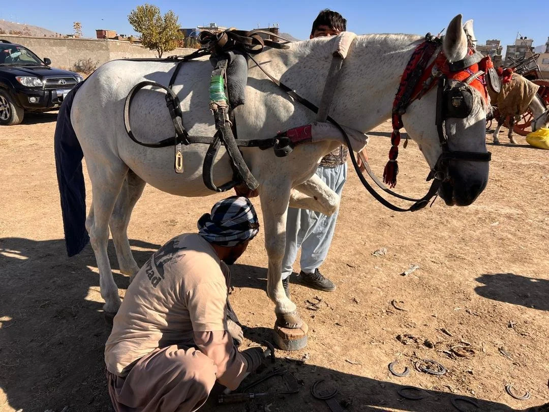 Nowzad - Nov Update.pdf-image-018.jpg